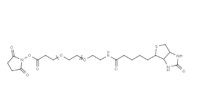 （+）-Biotin-PEG24-NHS Ester
