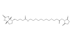 （+）-Biotin-PEG3-NHS Ester