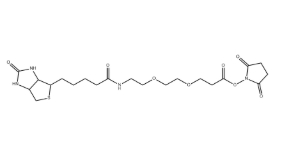（+）-Biotin-PEG2-NHS Ester