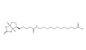 （+）-Biotin-PEG3-CH2CH2COOH