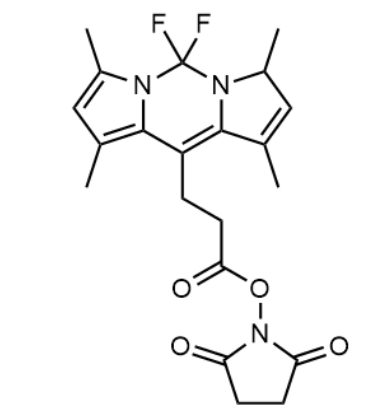 BODIPY 493/503 SE