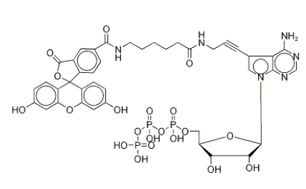 Fluorescein Alkynylamino-ATP 