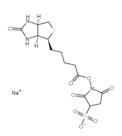 生物素 3-磺酸基-N-羟基琥珀酰亚胺钠盐	 