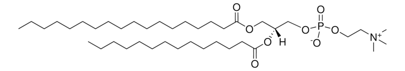 18:0-14:0 PC，CAS:206640-20-2，1-硬脂酰-2-肉豆蔻酰-sn-甘油-3-磷脂酰胆碱