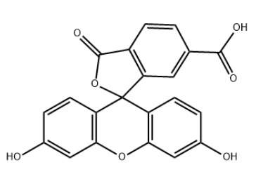 6-fam