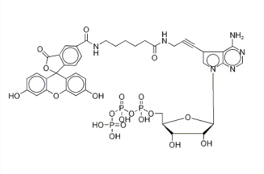 185971-89-5｜Fluorescein Alkynylamino-ATP