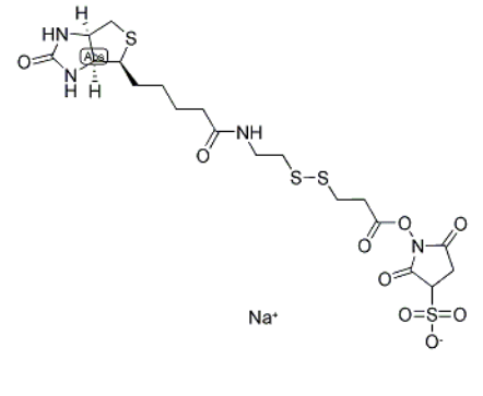 Biotin-SS-NHS ester	 