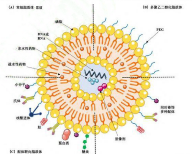 脂质体包药定制服务 脂质体包药定制服务