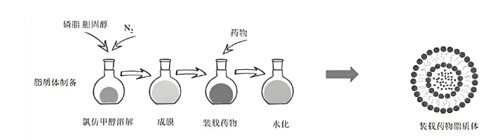脂质体载药 脂质体载药