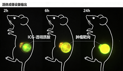 ICG 标记透明质酸 ICG 标记透明质酸