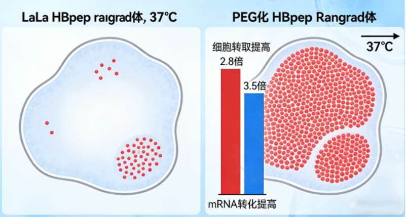 可调大小的聚乙二醇化肽凝聚体