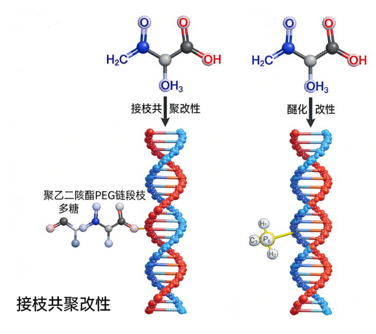 多糖改性 多糖改性