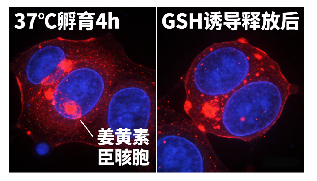 姜黄素的生物素 姜黄素的生物素