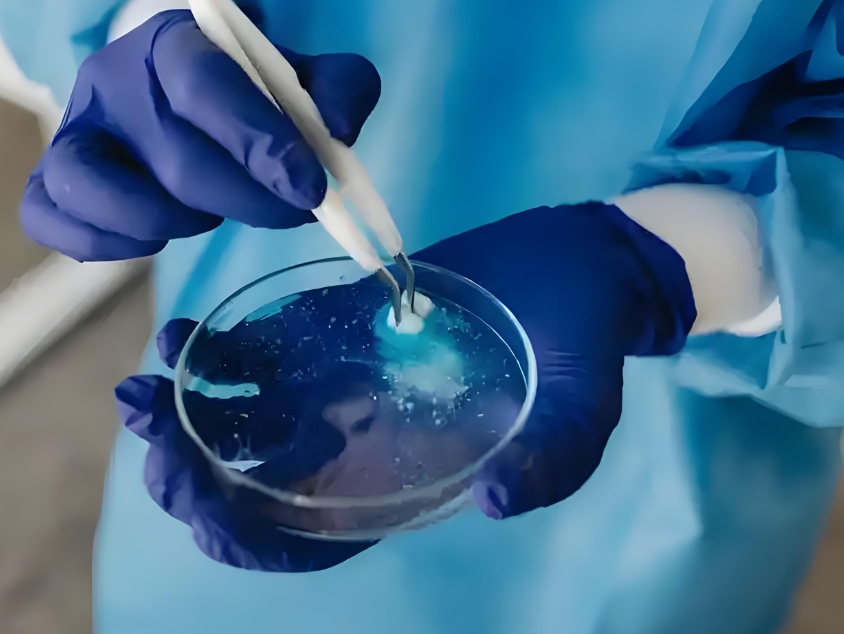 线粒体靶向肽SS-31与促血管生成分子1-磷酸鞘氨醇修饰的脂质体纳米颗粒 线粒体靶向肽SS-31与促血管生成分子1-磷酸鞘氨醇修饰的脂质体纳米颗粒