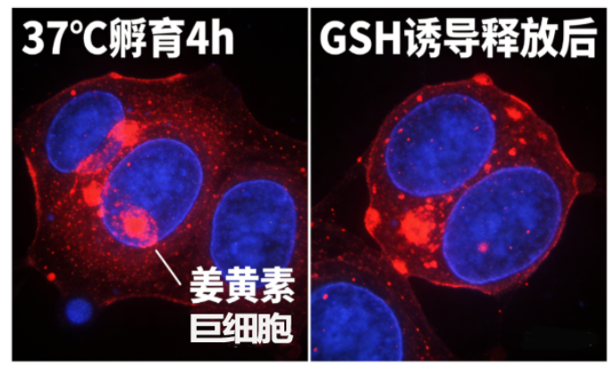 姜黄素-生物素 姜黄素-生物素