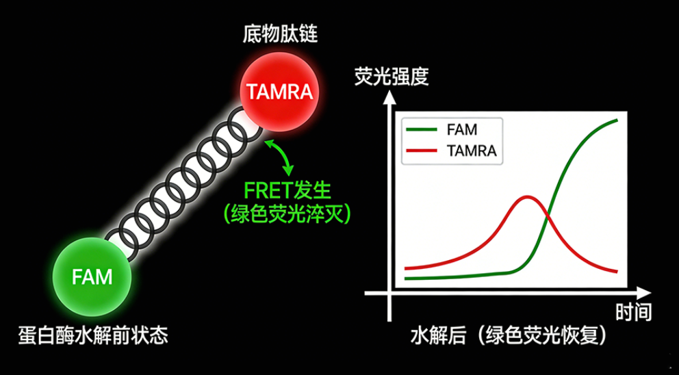 荧光共振能量转移 荧光共振能量转移