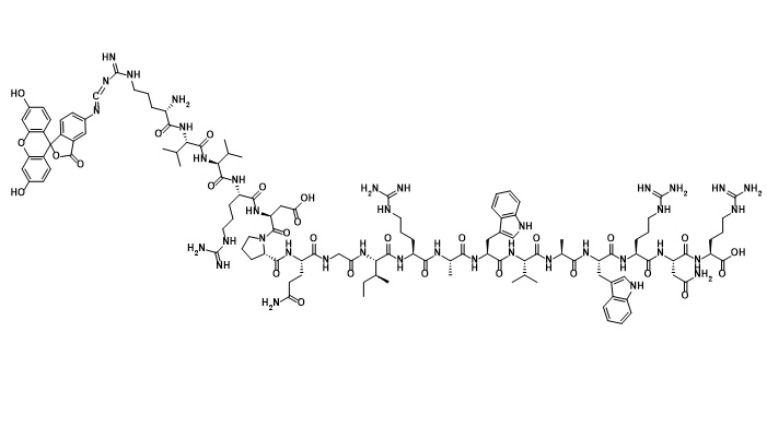 FITC 标记溶菌酶 FITC 标记溶菌酶