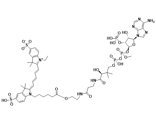 Cy5-辅酶 Cy5-辅酶