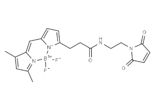 BDP&nbsp;FL&nbsp;maleimide