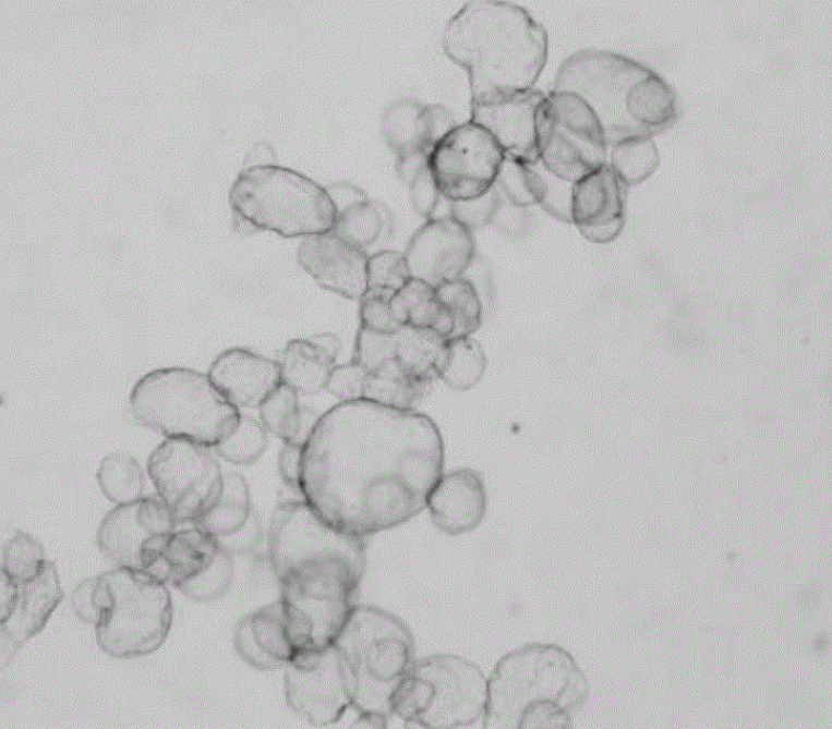 壳聚糖-海藻酸钙微球