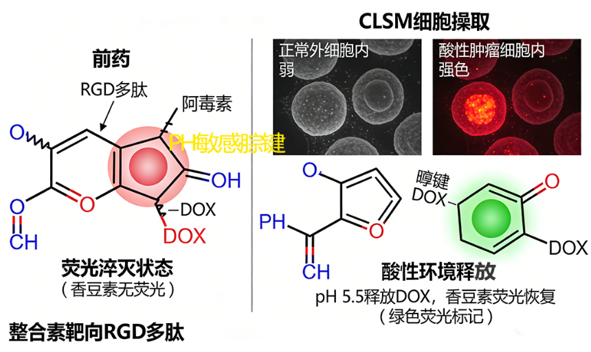 荧光药物阿霉素和香豆素衍生物