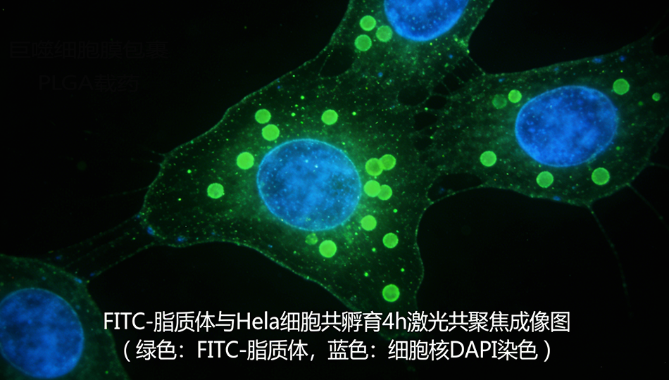 FITC标记的PEG修饰中性脂质体