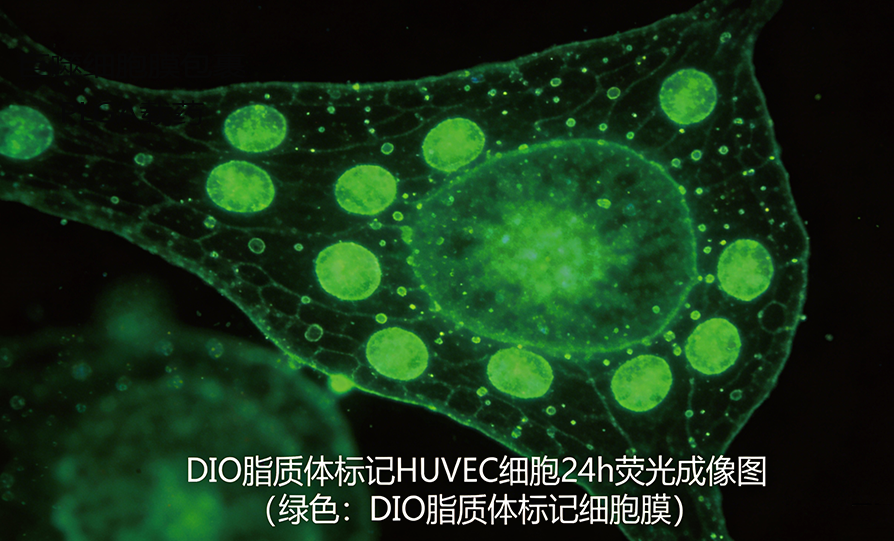 DIO标记的阳离子脂质体