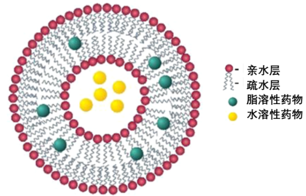 荧光大黄素负载脂质体