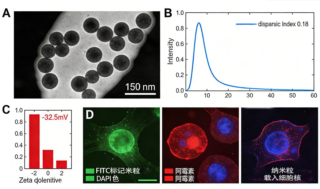 荧光多酚纳米粒载阿霉素 荧光多酚纳米粒载阿霉素