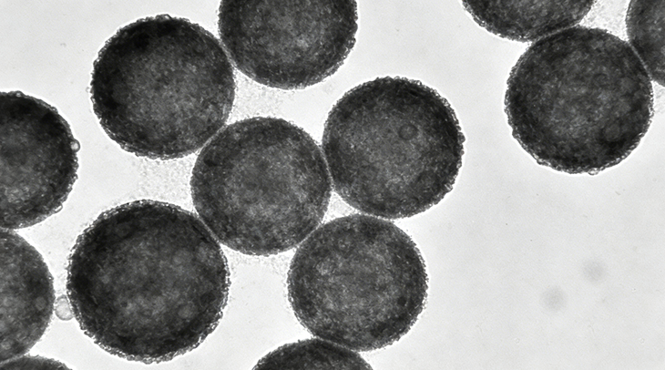 PLGA/脂质体杂合纳米颗粒载药