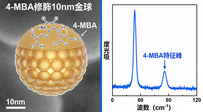 4-MBA修饰纳米金球