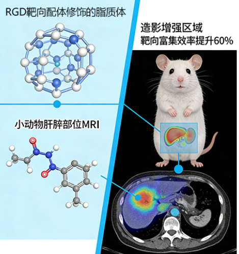 MRI靶向造影脂质体CDMO项目