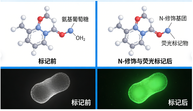 氨基葡萄糖 N - 修饰与荧光标记 氨基葡萄糖 N - 修饰与荧光标记