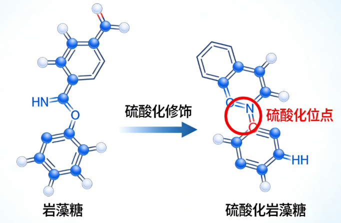 岩藻糖硫酸化修饰 岩藻糖硫酸化修饰