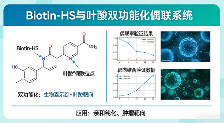 Biotin-HS 与靶向叶酸偶联 Biotin-HS 与靶向叶酸偶联
