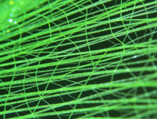 FITC标记PLA纤维膜