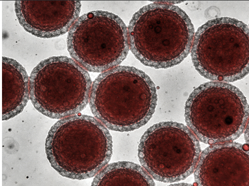 红细胞膜包裹阿霉素PLGA纳米粒定制