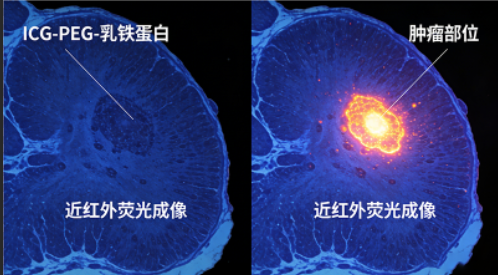 ICG-PEG-乳铁蛋白