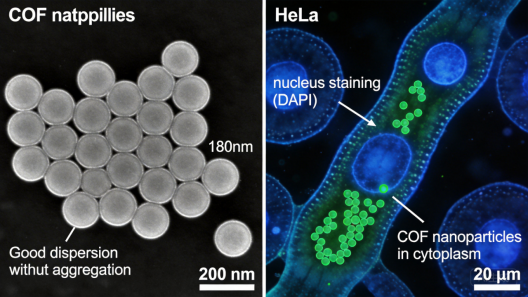 荧光功能化COF纳米颗粒生物成像定制 荧光功能化COF纳米颗粒生物成像定制