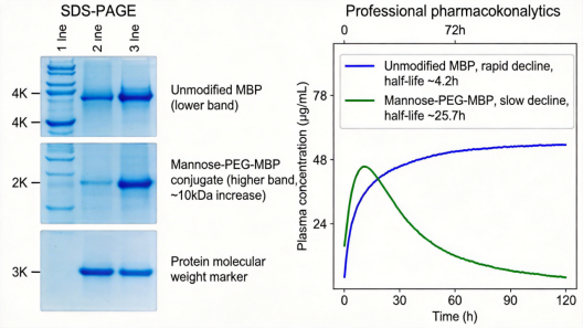 甘露糖-PEG-MBP定点偶联定制 甘露糖-PEG-MBP定点偶联定制