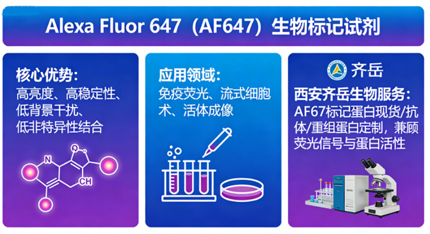 Alexa Fluor 647荧光标记蛋白