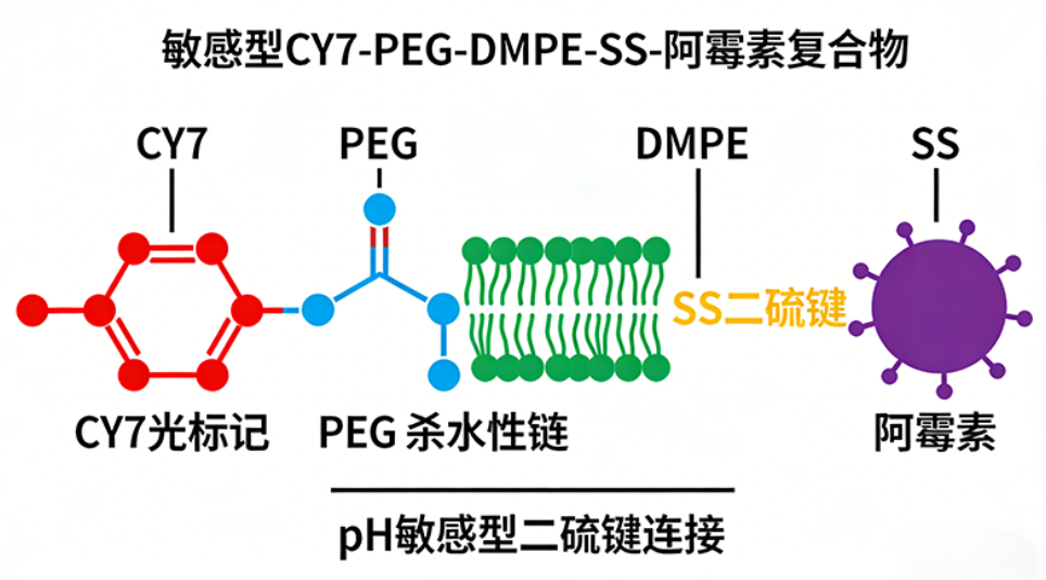 还原敏感型CY7-PEG-DMPE-SS-阿霉素复合物 还原敏感型CY7-PEG-DMPE-SS-阿霉素复合物