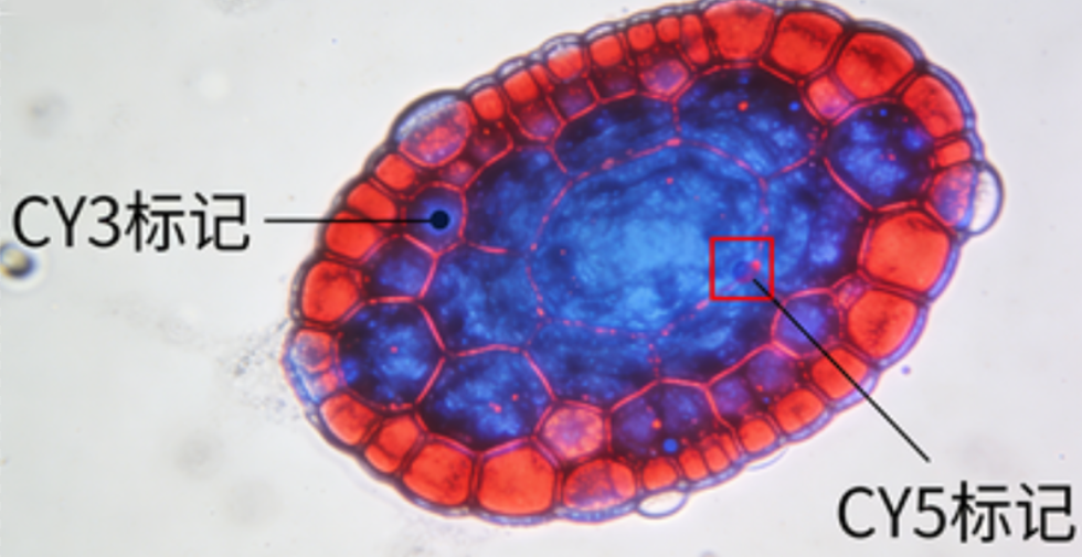 多色标记CY3/CY5-DPPE细胞膜示踪探针 多色标记CY3/CY5-DPPE细胞膜示踪探针