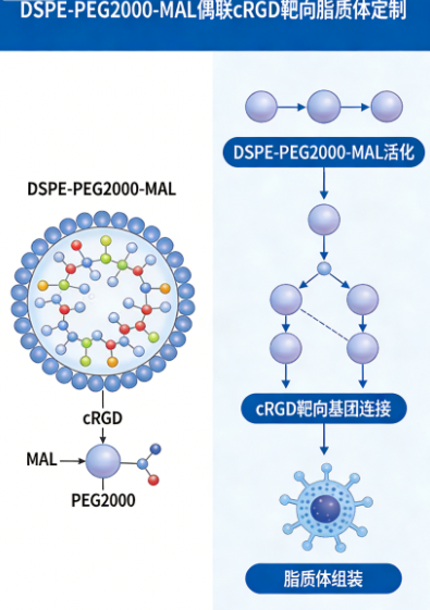 DSPE-PEG2000-MAL 偶联 cRGD 靶向脂质体定制