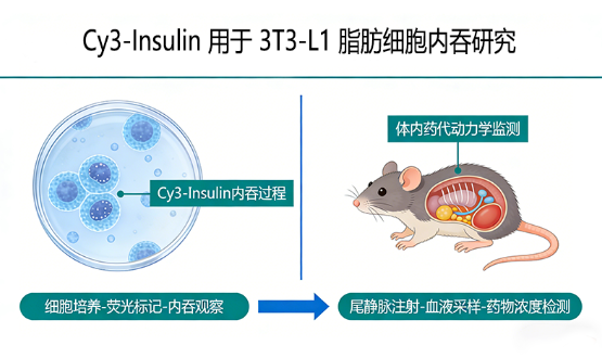 Cy3-Insulin 用于 3T3-L1 脂肪细胞内吞研究 Cy3-Insulin 用于 3T3-L1 脂肪细胞内吞研究