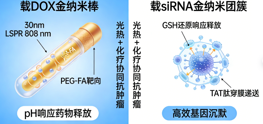 siRNA-AuNCs siRNA-AuNCs