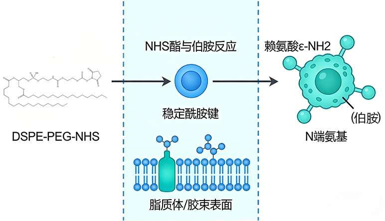 DSPE-PEG-NHS怎么连接抗体？