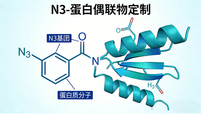 N3-蛋白偶联物定制