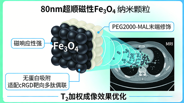 PEG-MAL Fe₃O₄纳米颗粒定制（MRI成像场景）