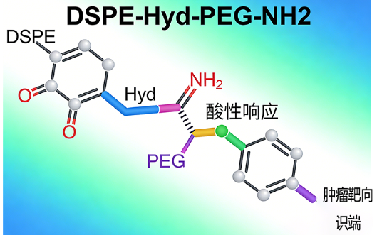 肿瘤靶向酸性响应DSPE-Hyd-PEG-NH2定制